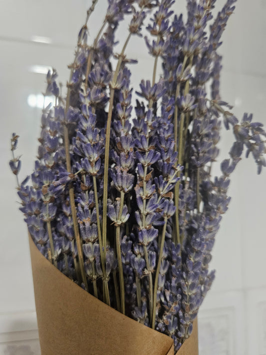 Lavanda